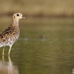 Pluvier fauve, Creek salé, Pouembout