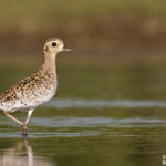 Pluvier fauve, Creek salé, Pouembout
