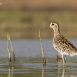 Pluvier fauve, Creek salé, Pouembout