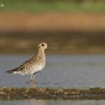 Pluvier fauve, Creek salé, Pouembout