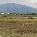 Creek salé, Pouembout