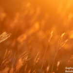 La magie de la brousse