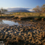 Les prés salés de Pouembout