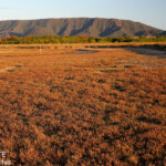 Salicornes dans la lumière rasante du soir