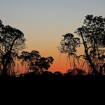 Mangrove dans le soleil couchant