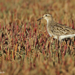 Bécasseau à queue pointue, Pouembout