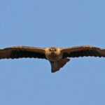 Milan siffleur, Pouembout