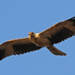 Milan siffleur, Pouembout