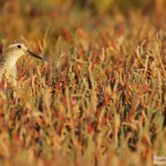 Bécasseau à queue pointue, Pouembout