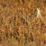 Bécasseau à queue pointue, Pouembout