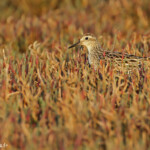 Bécasseau à queue pointue, Pouembout