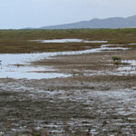 Vasières de Creek salé