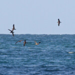 Puffins fouquets dans la baie des citrons