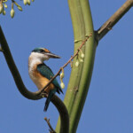 Martin-chasseur sacré immature, Creek salé