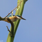 Martin-chasseur sacré immature, Creek salé