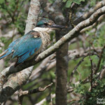 Martin-chasseur sacré adulte, Creek salé
