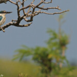 Martin-chasseur sacré adulte, Creek salé