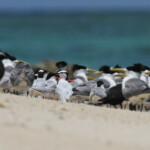 Noddis noirs, sternes de Dougall, sternes diamant et sternes huppées sur l'Ile Kendec