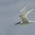 Sterne diamant en vol sur l'Ile Kendec