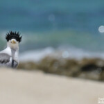 Sterne huppée sur l'Ile Kendec