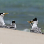 Sternes huppées sur l'Ile Kendec