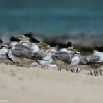 Sternes diamant et sternes huppées sur l'Ile Kendec