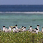 Sternes huppées sur l'Ile Kendec