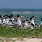 Sternes huppées sur l'Ile Kendec