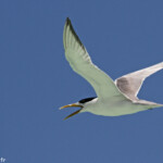 Sterne huppée sur l'Ile Kendec