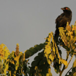 Stourne Calédonien près de Koné
