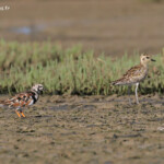 Pluvier doré et Tournepierre à collier, Pouembout