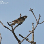 Hirondelle des arbres, tree martin, Creek salé, Pouembout, 18-02-2018