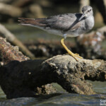 Chevalier errant sur la plage de Paagoumène