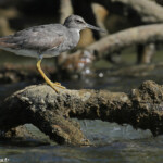 Chevalier errant sur la plage de Paagoumène