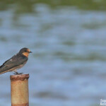 Hirondelle messagère sur le ponton de Creek salé