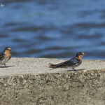 Hirondelles messagères, Creek salé