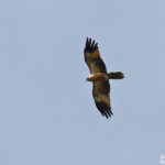 Milan siffleur, Creek salé