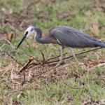 Aigrette à face blanche, Gatope, Voh