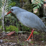 Kagou huppé, Parc de la Rivière bleue