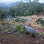 Kagou huppé, Parc de la Rivière bleue