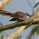 Rhipidure tacheté, La Foa