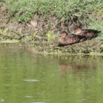 Sarcelles australiennes, Route vers le sud
