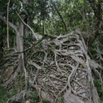 Bagnan dans le Village de Prony