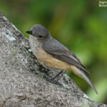 Siffleur à ventre roux femelle, Ilot Signal