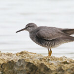 Chevalier errant, Ilot Signal