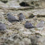 Groupe de chevaliers errants et 1 chevalier de Sibérie plus gris à droite, Ilot Signal chevalier de sibérie