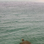 Tortue verte, Ilot Signal