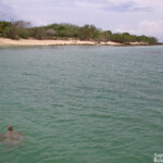 Tortue verte, Ilot Signal