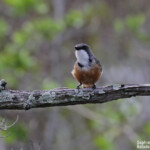 Siffleur à ventre roux mâle, Ilot Signal