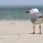 Mouette argentée, Ilot Signal